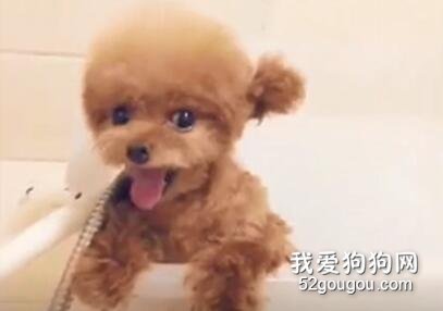 小泰迪伸著舌頭太可愛了