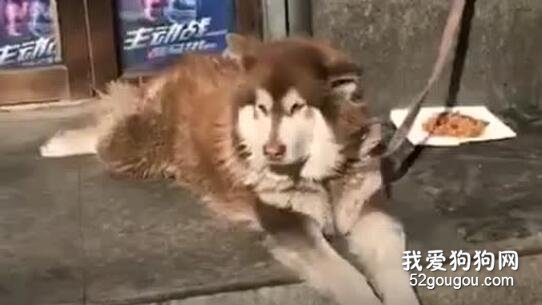 網友把雪橇犬拴店門口，沒想到卻引來一群圍觀，原來...