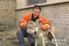 男子抓到一只二哈，網友卻要眾籌去見他最后一面...
