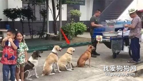 四只狗狗因排隊等烤肉爆紅，店老板：它們每天都來...