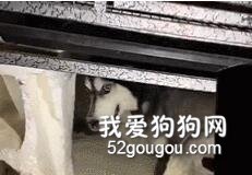 家里半夜傳來異響，妹子打著手電筒一看，結果...驚呆了！