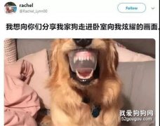 大金毛跑到臥室炫耀它的“牙”，主人仔細看了一下后笑噴了...