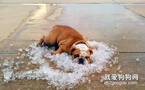狗狗拉肚子不吃東西怎么辦？狗狗拉肚子不吃東西的原因