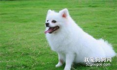 犬的指爪和腳窩修整