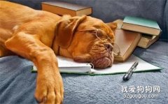 狗狗訓練的四大雷區
