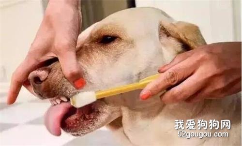 狗狗口腔及牙齒護理