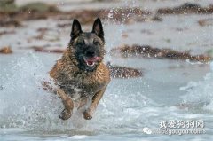 十五種讓狗狗不要亂叫的方法