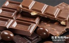 犬貓常見食物中毒原因及治療方法