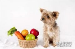 這7種蔬菜狗狗也能吃！還不點進來了解一下？