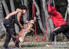 這些都是錯誤的養狗方式？看看你有沒有其一