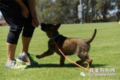 幼犬飼養護理需要注意的問題