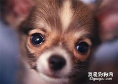 音樂對狗狗的影響