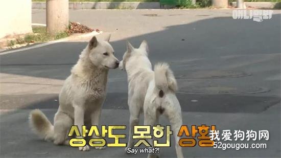 狗狗的女友被另一只狗搶走，最后的結局……好扎心！