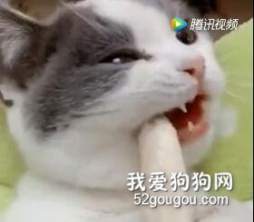 這樣的吃播我可以看一天，太可愛了！