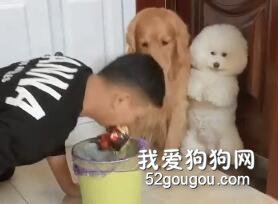 主人用拖鞋狠狠抽自己，金毛突然送上了自己的身體