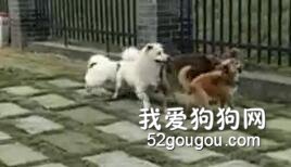 千萬不給把狗狗喂太肥，失去朋友的痛苦你永遠不懂！