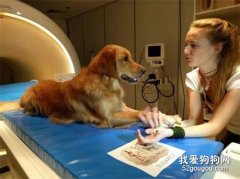 狗能聽得懂人話嗎？