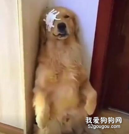 金毛和馬犬出去打架，回來的樣子不忍直視，主人都哭笑不得！