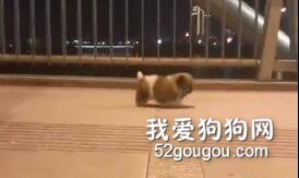 小狗悠哉在橋上走著路，這速度讓網友忍不住想笑：走到家大概明天了！