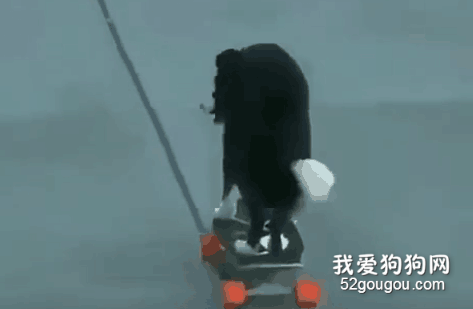 邊牧可以聰明到什么程度？
