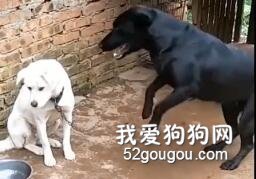 沒見過這么話嘮的狗子，同伴都快被它煩死了！