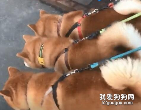 有的狗，怎么走都不會散！