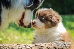狗狗驅蟲時間，你做對了嗎？