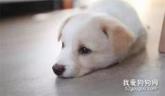 這7件讓狗感到幸福的事，你都知道嗎？