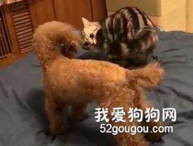 終于發現泰迪不敢上的生物了.....
