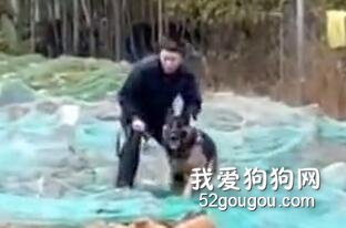 德牧訓練時異常兇猛，一個意外讓它想自殺...