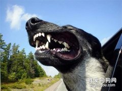 狗對人的攻擊行為，你了解多少？