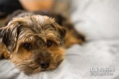 狗狗的性格養成，和主人有關哦