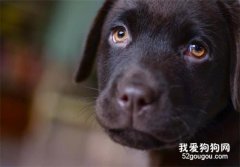 狗狗常見眼科疾病-白內障