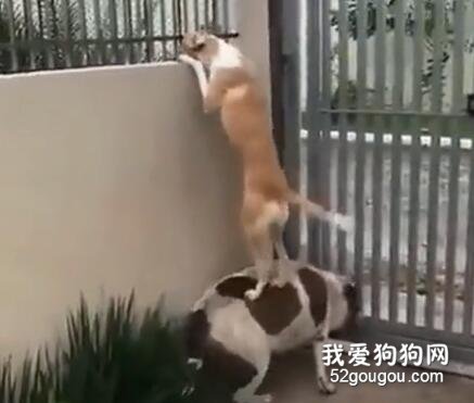 史上最感天動地的兄弟情，沒有之一