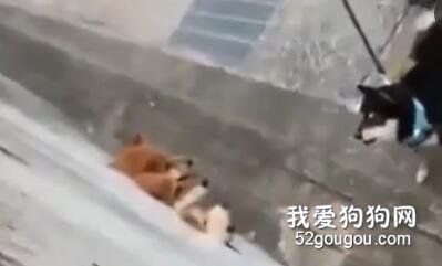 不得了！這只狗子居然單挑三只狗！！