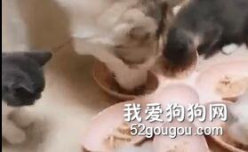 二哈真是不按套路出牌啊！哈哈哈笑噴了