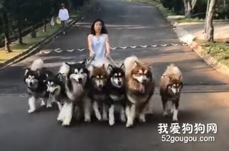 養了11只阿拉斯加，這個妹子是個神力女超人吧？