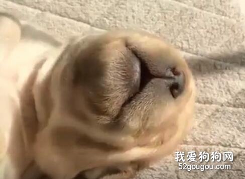 世界上最兇猛的惡犬，普通人扛不住它一聲吼！