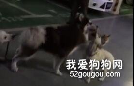阿拉斯加想打架，結果被拉布拉多給拽住了繩子：大哥，算啦！