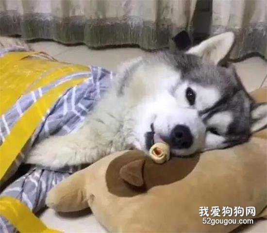 為了防止二哈拆家，網友想了一個辦法......