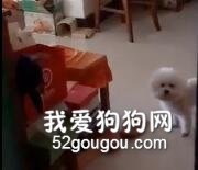 主人出門后返回家，一開門看見……狗：你咋回來了？