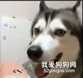 第一次見這么聽話的二哈，但為啥感覺這貨怎么那么賤...