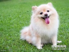 狗狗致死9大殺手，你知道幾個？