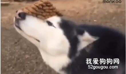 有一種快樂，叫養了一只哈士奇！