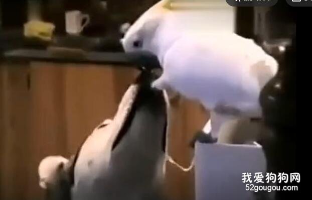 雪橇犬偷學鳥語，竟伙同鸚鵡一起做賊！