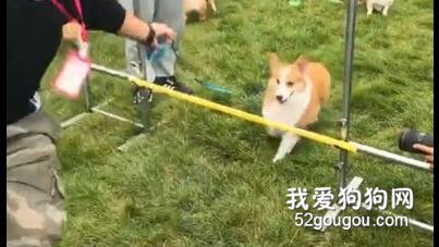 小短腿們進行了一場跳高比賽！這是我見過最不激烈的比賽…