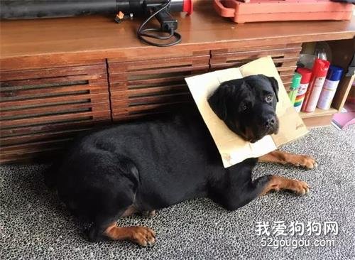 大狗受傷卻不愿帶頭套，于是主人給它設計了這個頭套后，笑噴了....