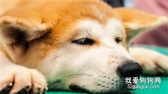 狗狗腸道不適的原因有哪些？
