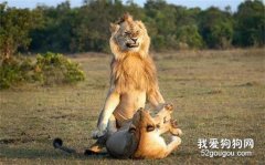 這兩只大貓在做羞羞的事，只是這公大貓的表情，讓人看了笑噴...