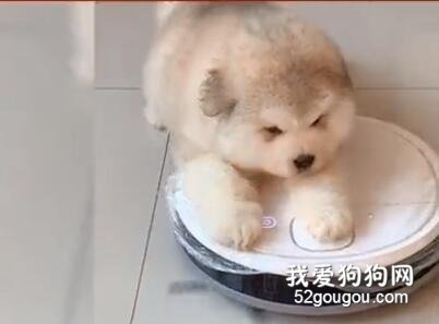 這是阿拉斯加嗎？分明是顆球啊！